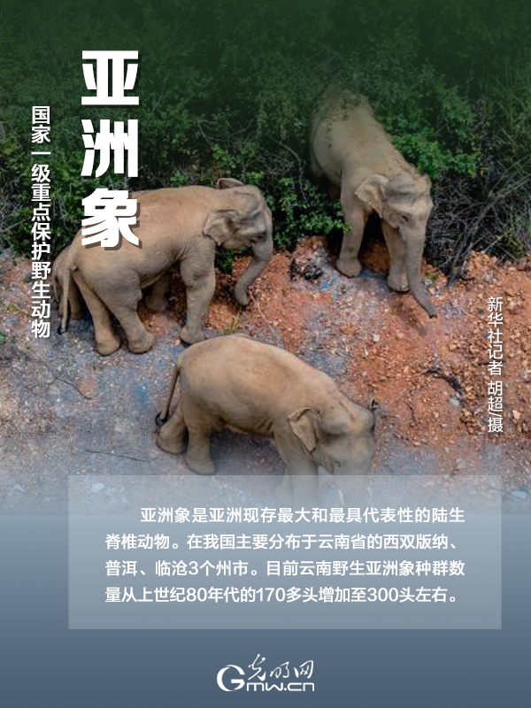 【海報(bào)】國(guó)際珍稀動(dòng)物保護(hù)日|以“珍惜”守護(hù)“珍稀”