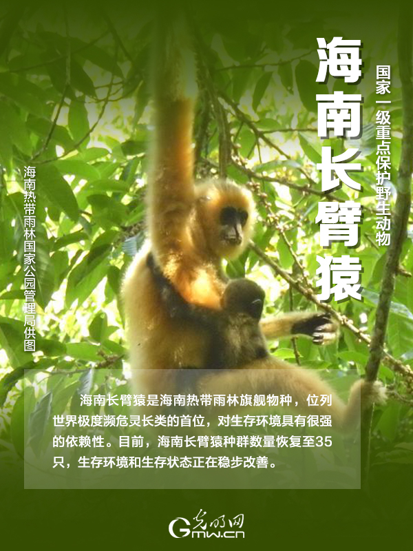 【海報(bào)】國(guó)際珍稀動(dòng)物保護(hù)日|以“珍惜”守護(hù)“珍稀”