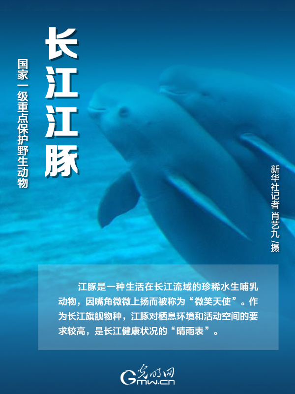 【海報(bào)】國(guó)際珍稀動(dòng)物保護(hù)日|以“珍惜”守護(hù)“珍稀”