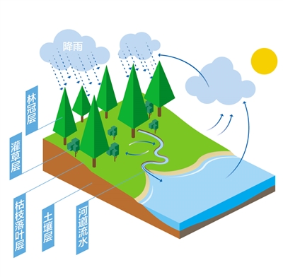 森林為什么是“水庫(kù)”？