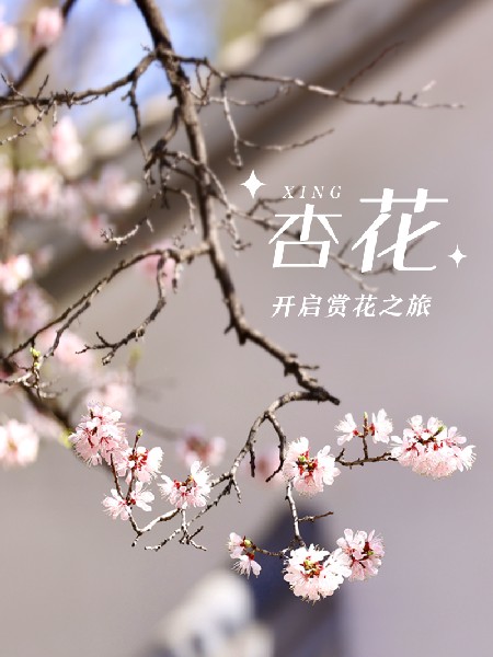 追花指南第六期！杏花雨 楊柳風(fēng) 北京最美的杏花在這里