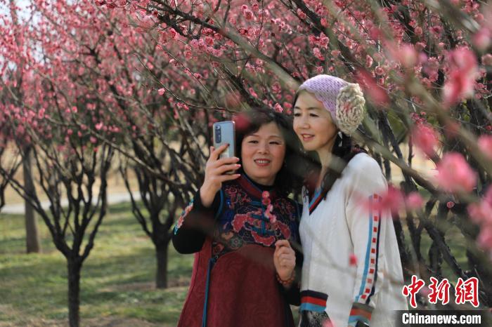 市民在梅花樹(shù)下拍照?！∴囆?qiáng) 攝
