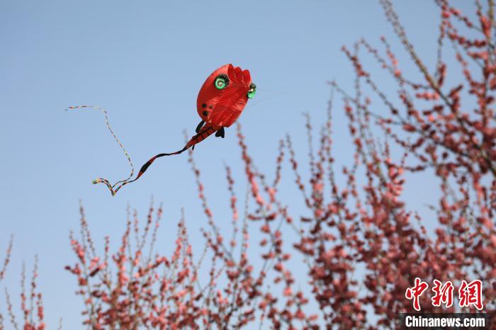 風(fēng)箏在花中飛舞?！∴囆?qiáng) 攝