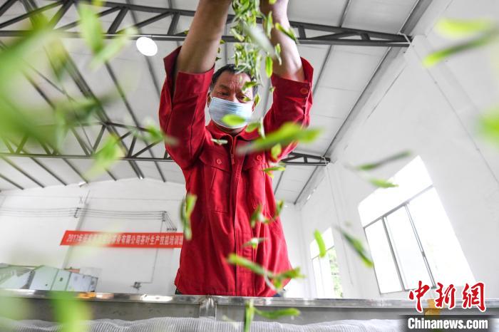 村民將茶葉攤青晾干?！钊A峰 攝