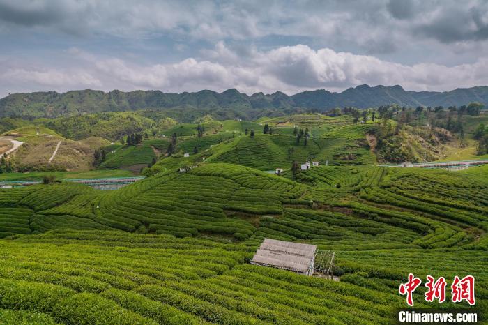 貴定縣云霧茶園?！√普?攝