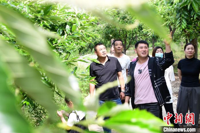 游客在欣賞栗樹花?！『略破?攝