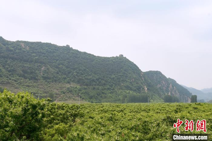 長城腳下萬畝栗花綻放，散發(fā)出淡淡清香?！『略破?攝