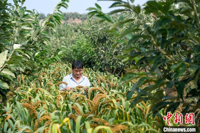 農(nóng)業(yè)專家劉正理正在查看谷子生長情況?！≮w亮 攝