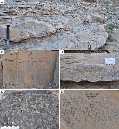 寒武系生物礁沉積模式示意圖?！∧瞎潘?供圖