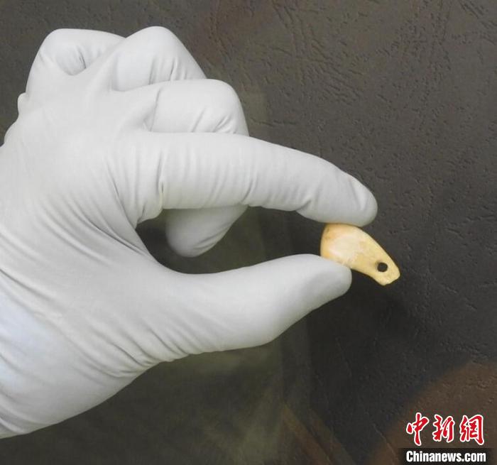 打孔鹿牙墜飾提取DNA后(圖片來自馬克斯·普朗克演化人類學(xué)研究所)?！∈┢樟指瘛ぷ匀?供圖