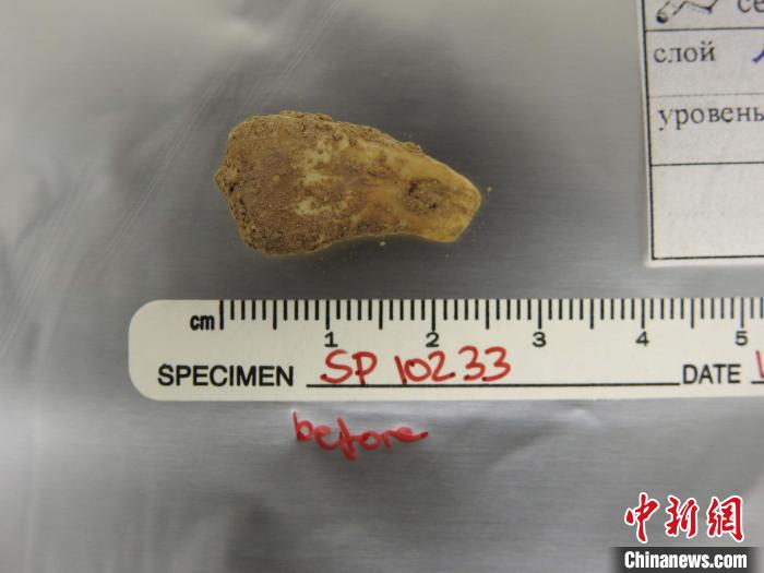 打孔鹿牙墜飾提取DNA前(圖片來自馬克斯·普朗克演化人類學(xué)研究所)?！∈┢樟指瘛ぷ匀?供圖