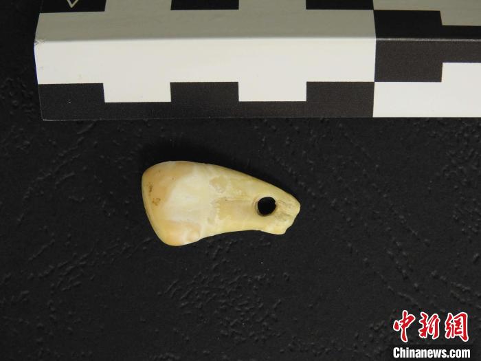 在南西伯利亞丹尼索瓦洞發(fā)現(xiàn)的打孔鹿牙墜飾(圖片來自馬克斯·普朗克演化人類學(xué)研究所)。　施普林格·自然 供圖