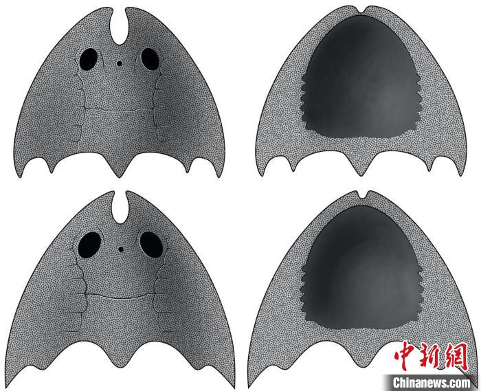 九江江夏魚(上)和后棘江夏魚(下)(史愛娟/繪)?！≈锌圃汗偶棺邓?供圖