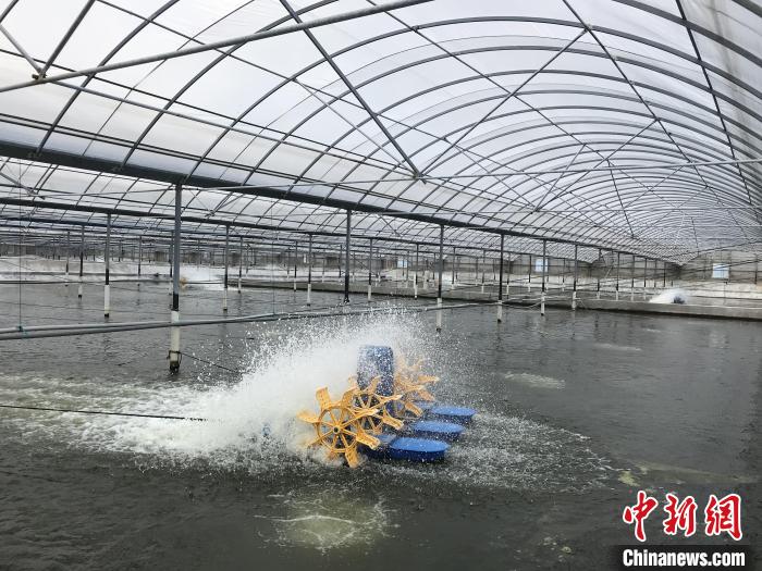 南美白對(duì)蝦養(yǎng)殖基地。　象山蝦蟹科技小院供圖