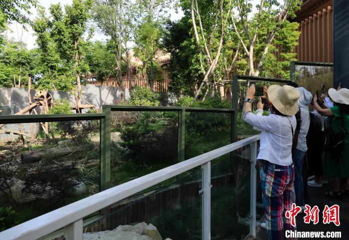 海外華文媒體近距離參觀大熊貓，探尋大熊貓的“大運(yùn)情緣”?！⊥趵?攝