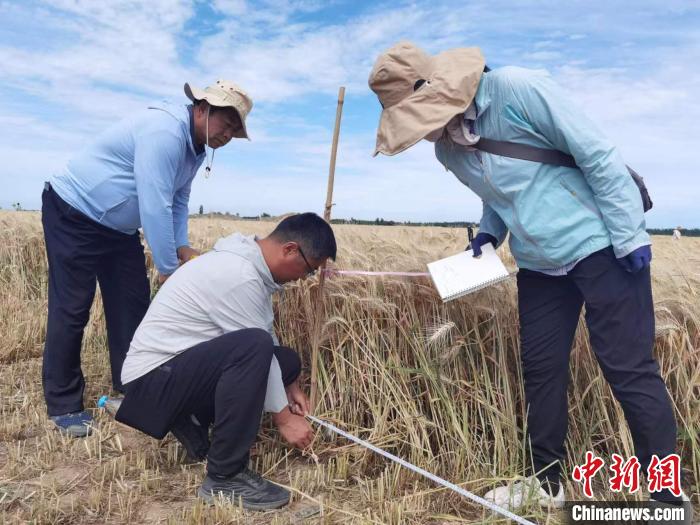 去年新疆冬小麥高產(chǎn)紀(jì)錄是863.8公斤?！⊙Μ| 攝