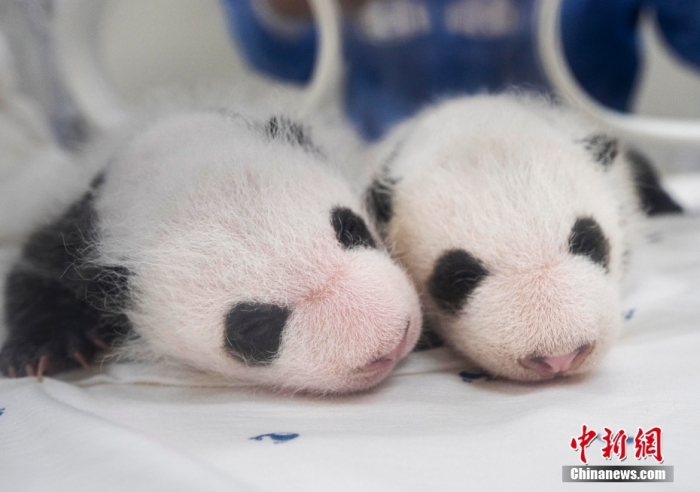 當?shù)貢r間8月7日，韓國三星愛寶樂園公布雌性雙胞胎大熊貓幼崽(左為姐姐，右為妹妹)于6日拍攝的滿月照。愛寶樂園 供圖