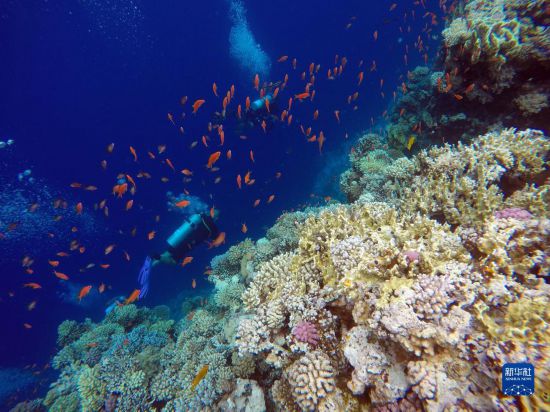  10月2日，人們在埃及西奈半島達(dá)哈布藍(lán)洞內(nèi)的珊瑚旁深潛。新華社記者 隋先凱 攝