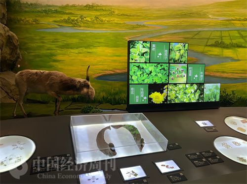   （中醫(yī)藥博物館展出的各類中藥材令人應(yīng)接不暇。中國經(jīng)濟周刊記者 郭志強 攝）