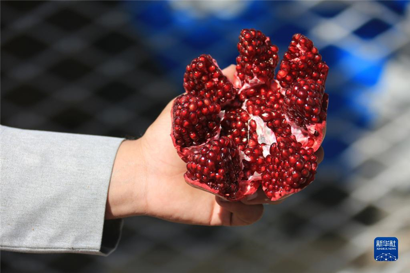 11月10日，在阿富汗首都喀布爾，商販展示產(chǎn)自阿富汗南部坎大哈省的石榴。新華社發(fā)（塞夫拉赫曼·薩菲攝）