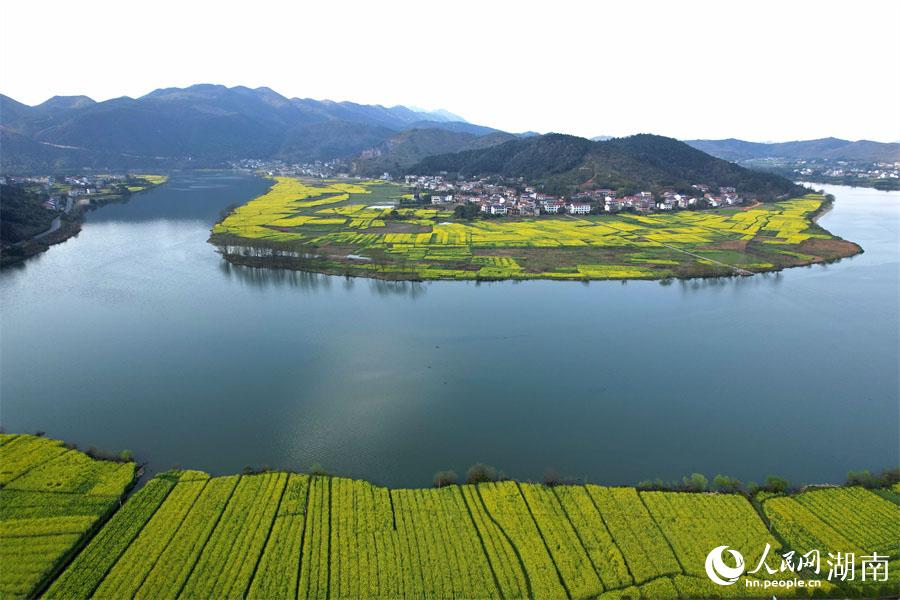 春江水暖，油菜花開。人民網(wǎng) 李芳森攝