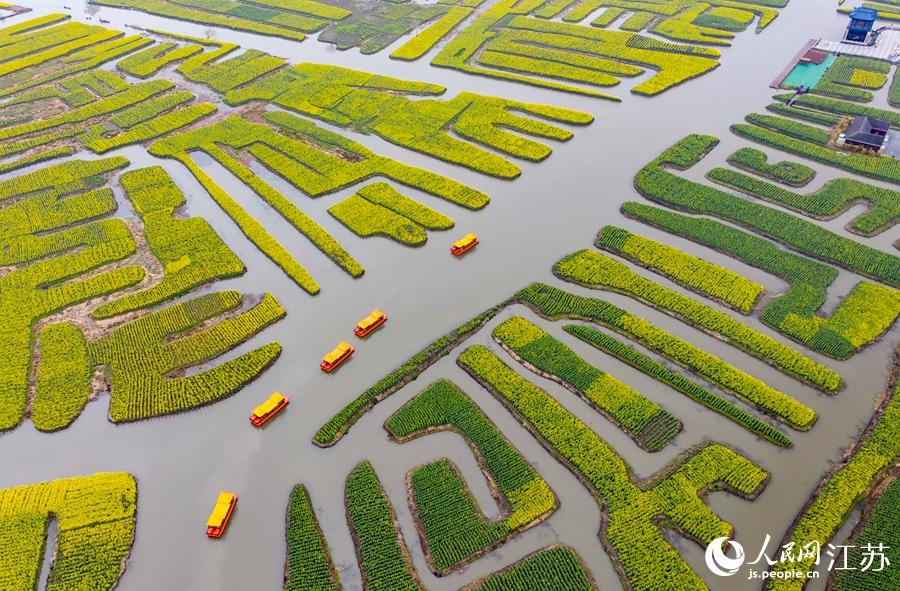 萬(wàn)畝“垛田”陸續(xù)披上金裝。周社根攝