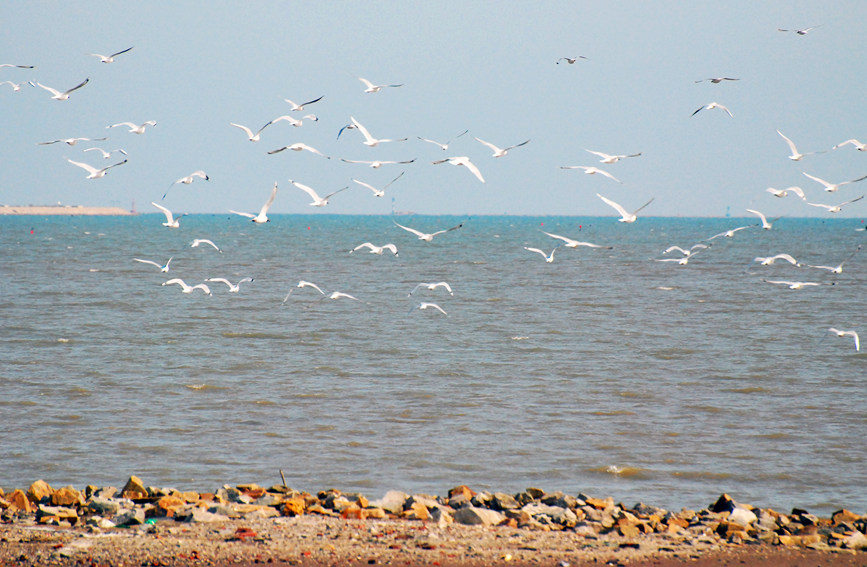“鳥中大熊貓”遺鷗飛抵濱城。戈榮喜攝