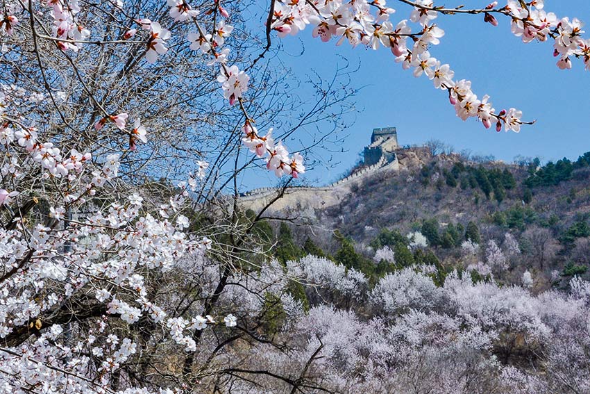 眼下，八達(dá)嶺長(zhǎng)城內(nèi)外春花爭(zhēng)艷。陸軍攝