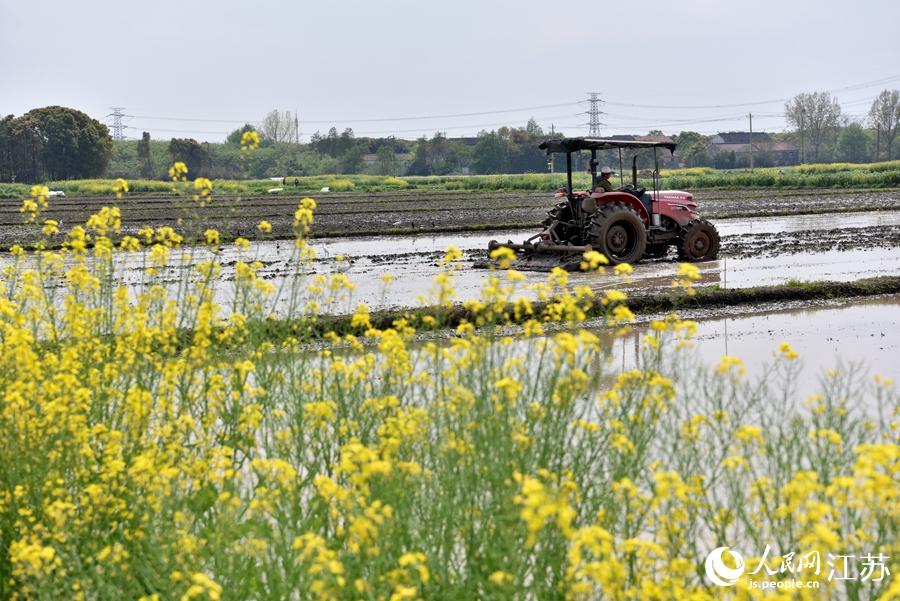 第一批早稻開始插播。崔煒攝
