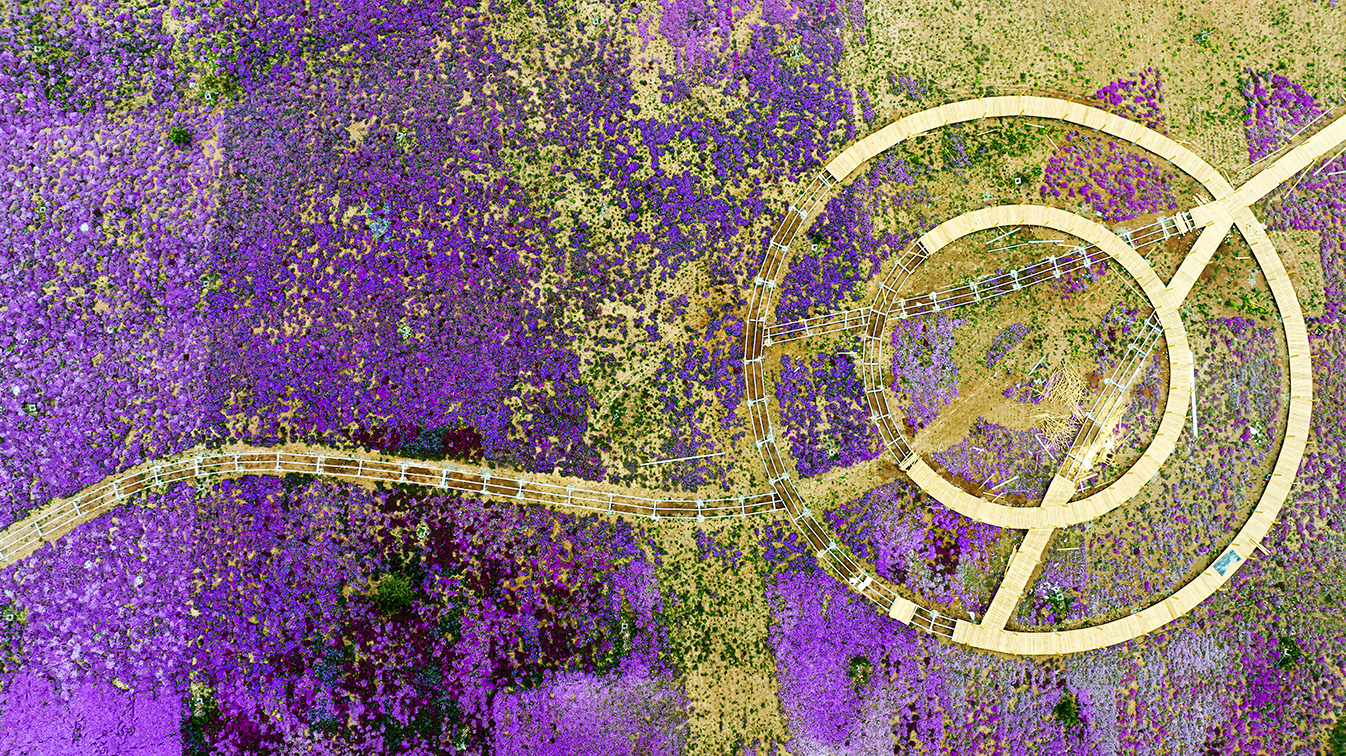 邯鄲市復(fù)興區(qū)德豐生態(tài)園的300畝芝櫻花進(jìn)入最佳觀賞期。放眼望去，五彩音符和豎琴造型下的芝櫻花恰似披上了一層色彩斑斕的錦緞，蔚為壯觀。聶長青攝