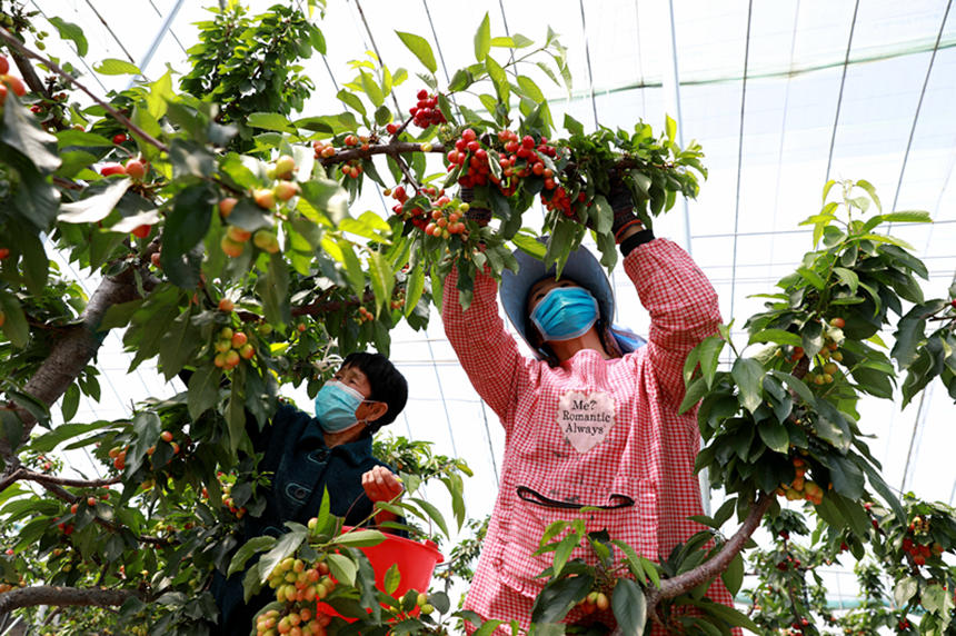 河北省邢臺(tái)市任澤區(qū)東古城村果農(nóng)在大棚里采摘櫻桃。 宋杰攝