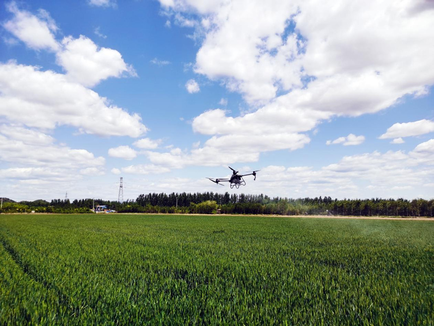 河北省遷安市扣莊鎮(zhèn)海沃之豐合作社利用植保無人機(jī)進(jìn)行“一噴三防”作業(yè)。 張友青攝