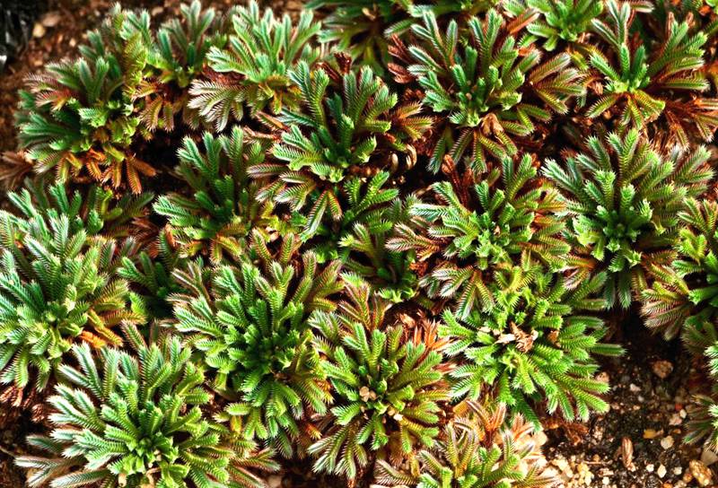 彩虹卷柏的葉片呈彩虹色。袁浪興供圖