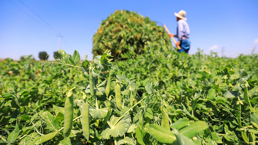 河北省唐山市灤南縣宋道口鎮(zhèn)崔董各莊村農(nóng)民在田間收獲豌豆。張永新攝