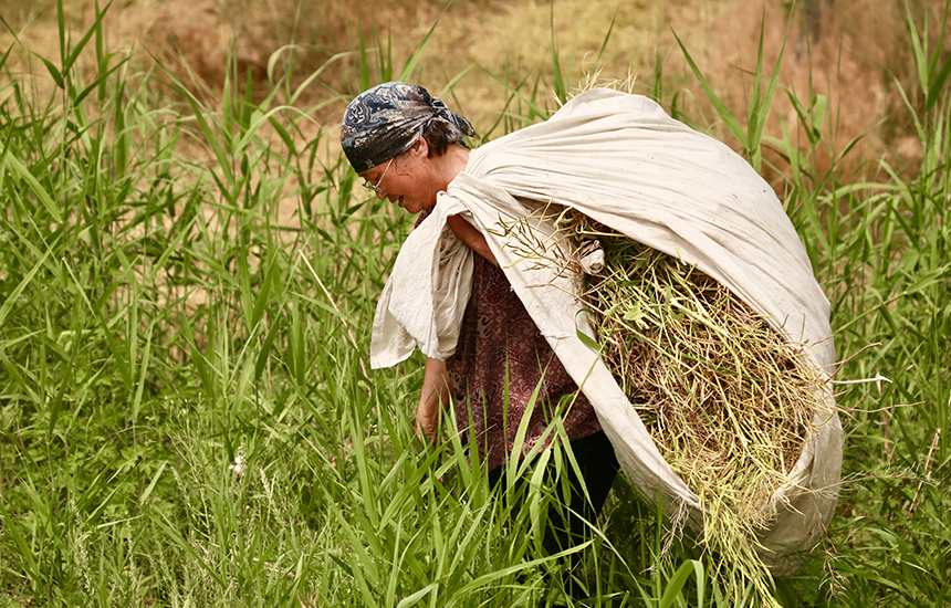 村民在收割油菜花，臉上綻放著豐收的喜悅。陳英華攝