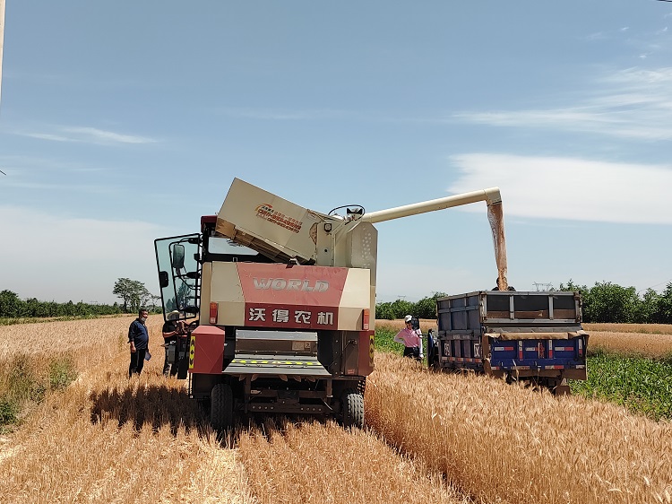 臨汾市堯都區(qū)賈得鄉(xiāng)大王村麥?zhǔn)宅F(xiàn)場。劉婷婷攝