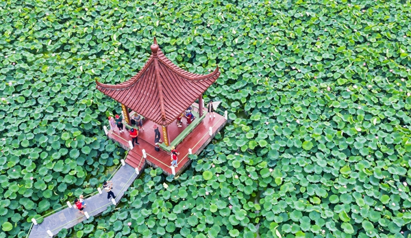 圖為金湖萬畝荷花蕩。陳義寶攝