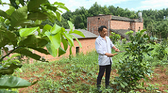 泉塘村村民正在修剪柚子樹樹枝。單位供圖