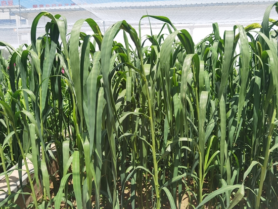 河北省張家口農(nóng)科院試驗(yàn)田中的“張雜谷”正在茂盛生長。 受訪者供圖