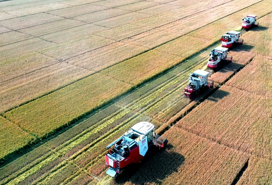 今年6月，河北省衡水市阜城縣碼頭鎮(zhèn)戈家墳村的麥田里，大型聯(lián)合收割機(jī)“組團(tuán)”作業(yè)。 苗鳳強(qiáng)攝