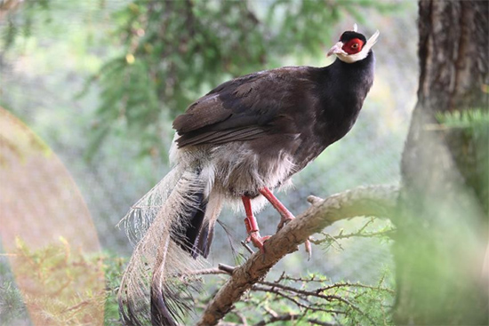 小五臺(tái)山國(guó)家級(jí)自然保護(hù)區(qū)繁育基地中的褐馬雞。姚偉強(qiáng)攝