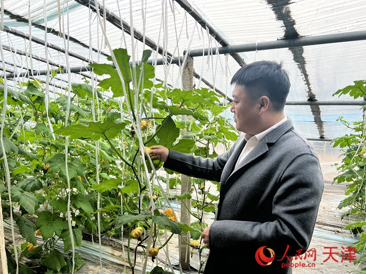 西青區(qū)辛口鎮(zhèn)大杜莊村黨總支書(shū)記、村委會(huì)主任畢紅鴿介紹當(dāng)下大棚里種植的造型奇特的文玩葫蘆。  人民網(wǎng) 孫翼飛攝
