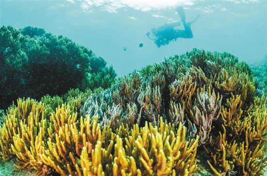 在三亞蜈支洲島附近海域，游客在體驗海底美景。 本報記者 武威 通訊員 韋尚婷 攝