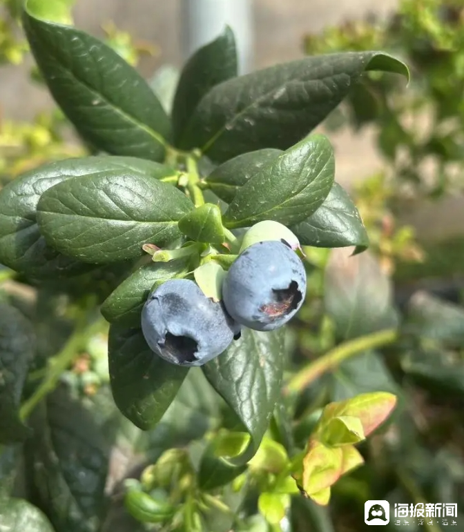 西瓜、藍(lán)莓、草莓上高原！山東濰坊援藏組因地制宜打造特色蔬菜發(fā)展中心