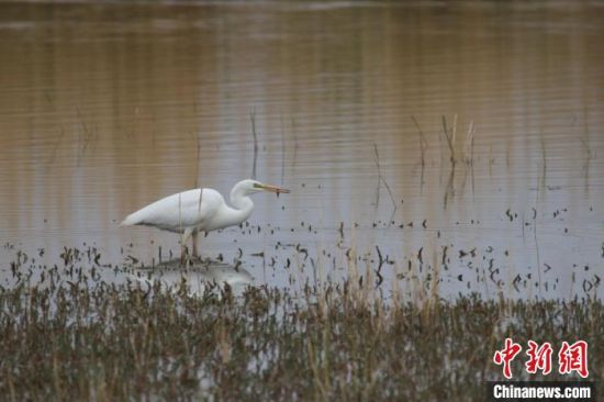 圖為大白鷺。可魯克湖-托素湖自然保護(hù)區(qū)服務(wù)中心供圖 　　