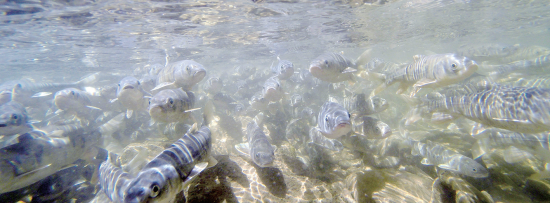 逆流而上。