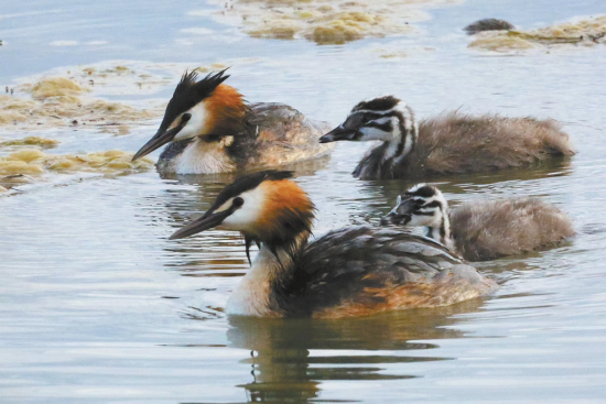 鳳頭鸊鷉。楊濤 攝