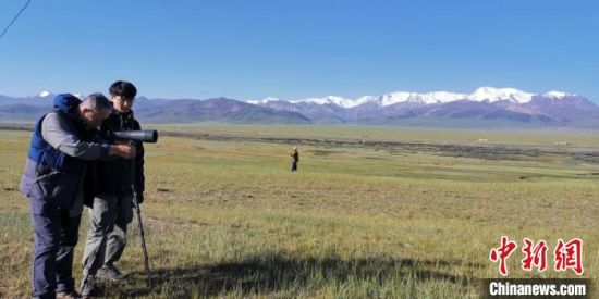 圖為工作人員正在進(jìn)行黑頸鶴衛(wèi)星跟蹤和環(huán)志工作?！∑钸B山國家公園青海省管理局供圖 攝