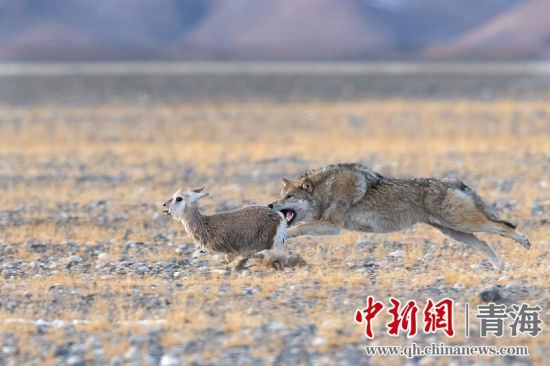 圖為獲獎作品。同海元供圖