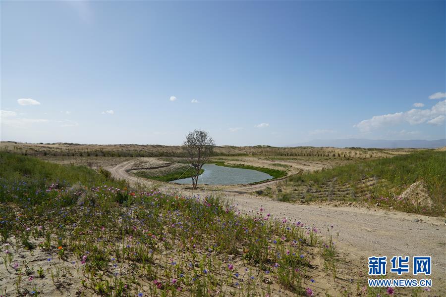 （決戰(zhàn)決勝脫貧攻堅·圖文互動）（4）高原鄉(xiāng)鎮(zhèn)沙珠玉 治沙斗貧成“綠?！薄嗪Ｊ」埠涂h沙珠玉鄉(xiāng)采訪見聞